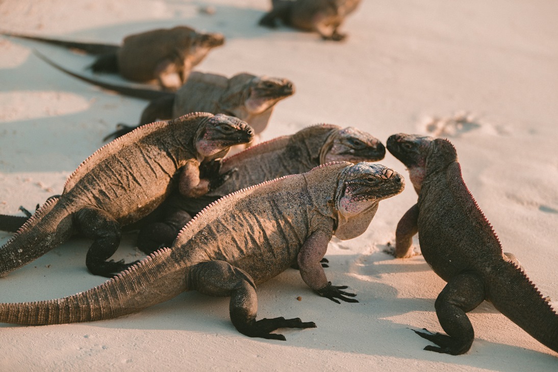 Lizards — look smart at parties — impact investing lingo to know