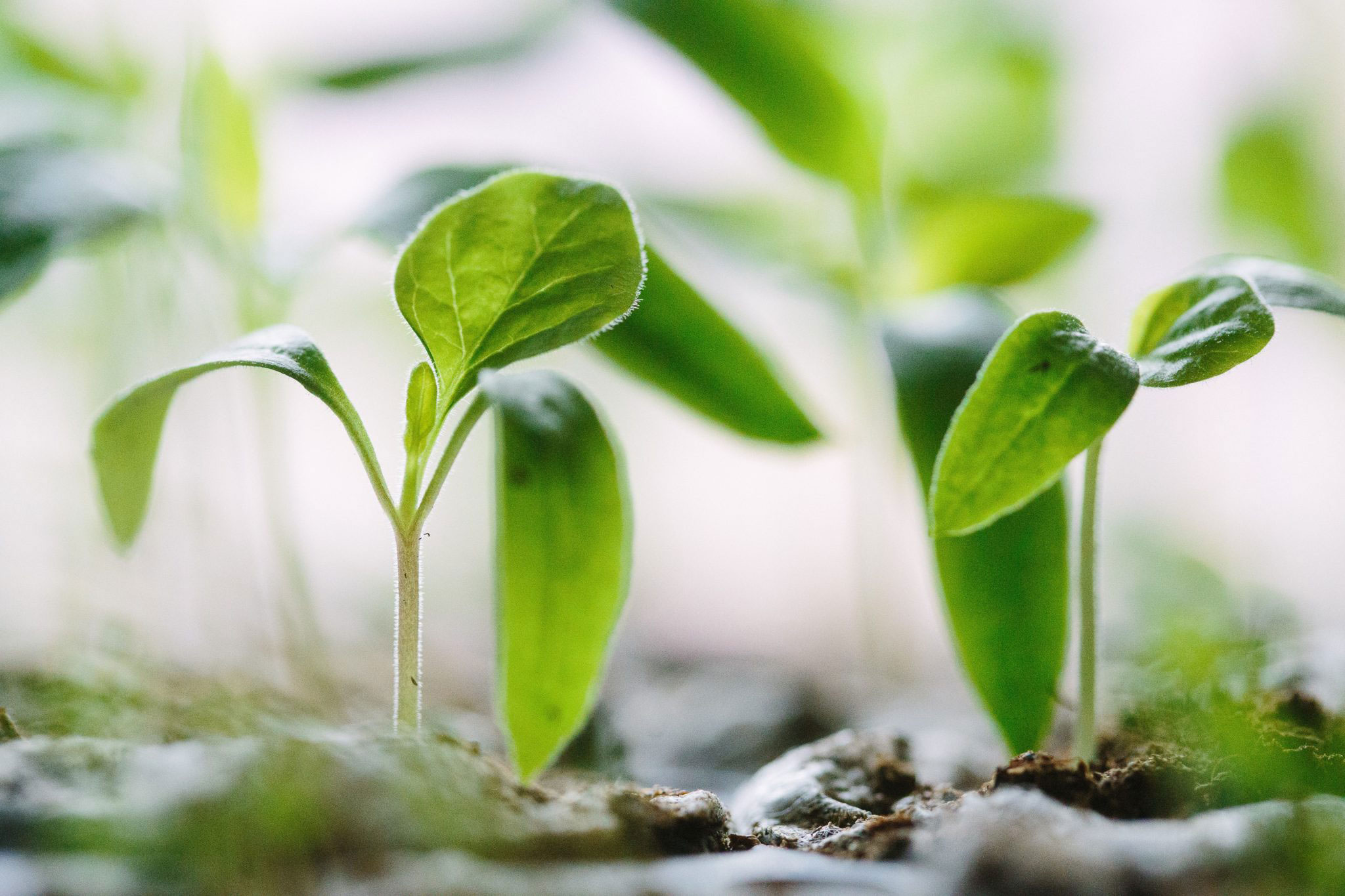 close-up view of sprouts growing