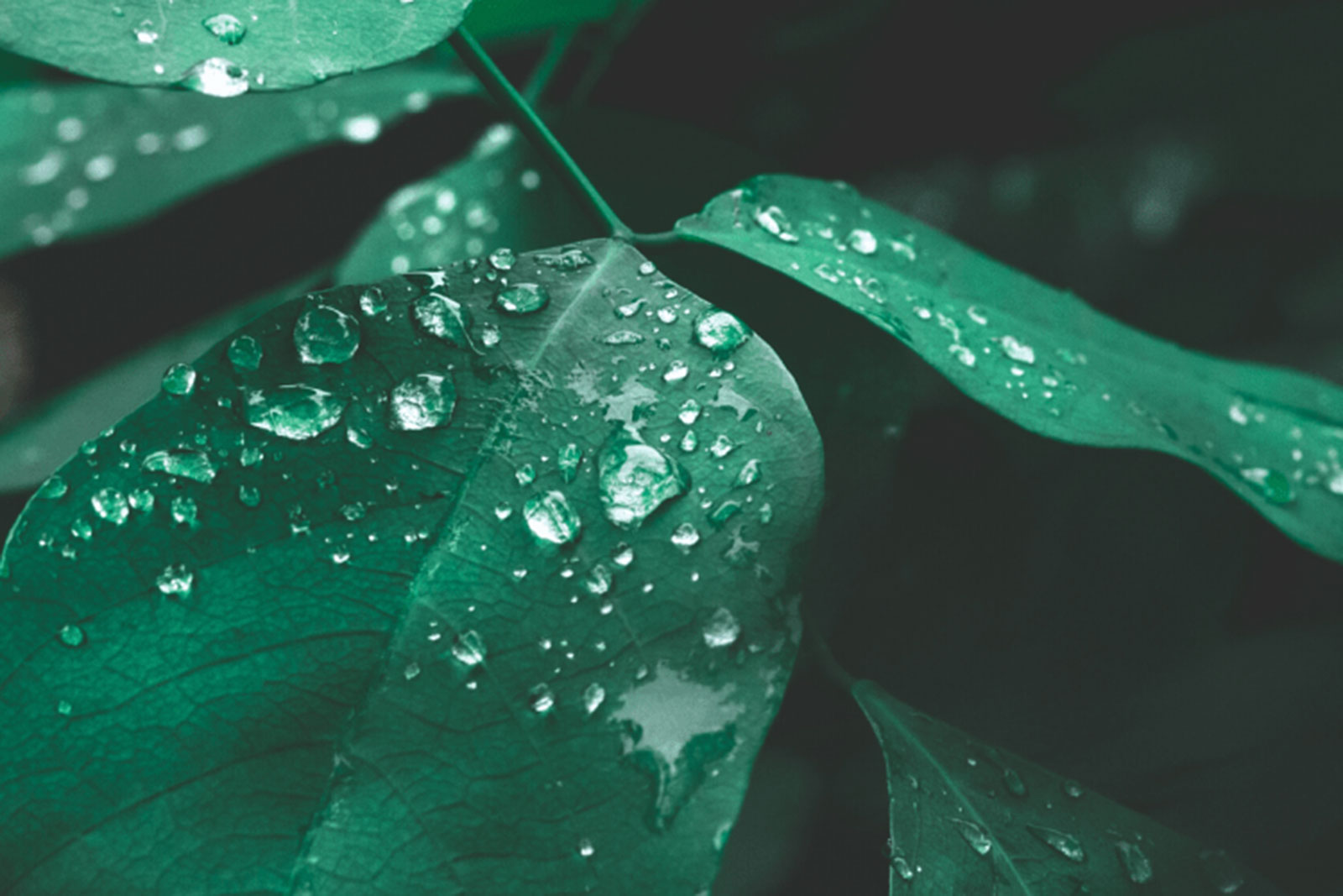 photo of green leaves with water droplets on them