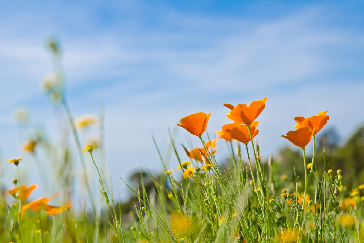 Orange poppies