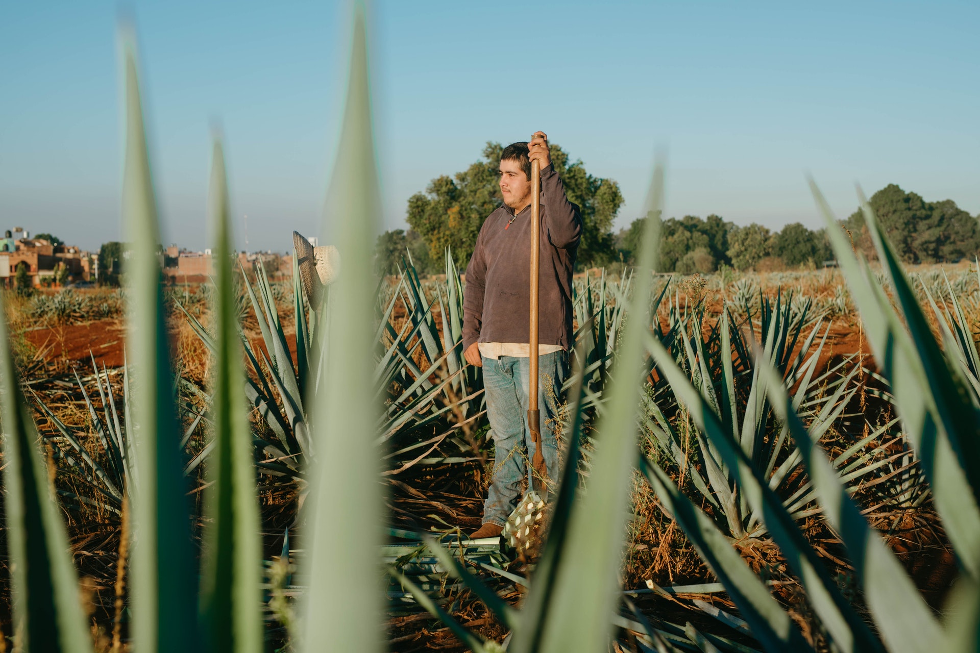 Man harvesting agave; photo by Los Muertos Crew on Pexels