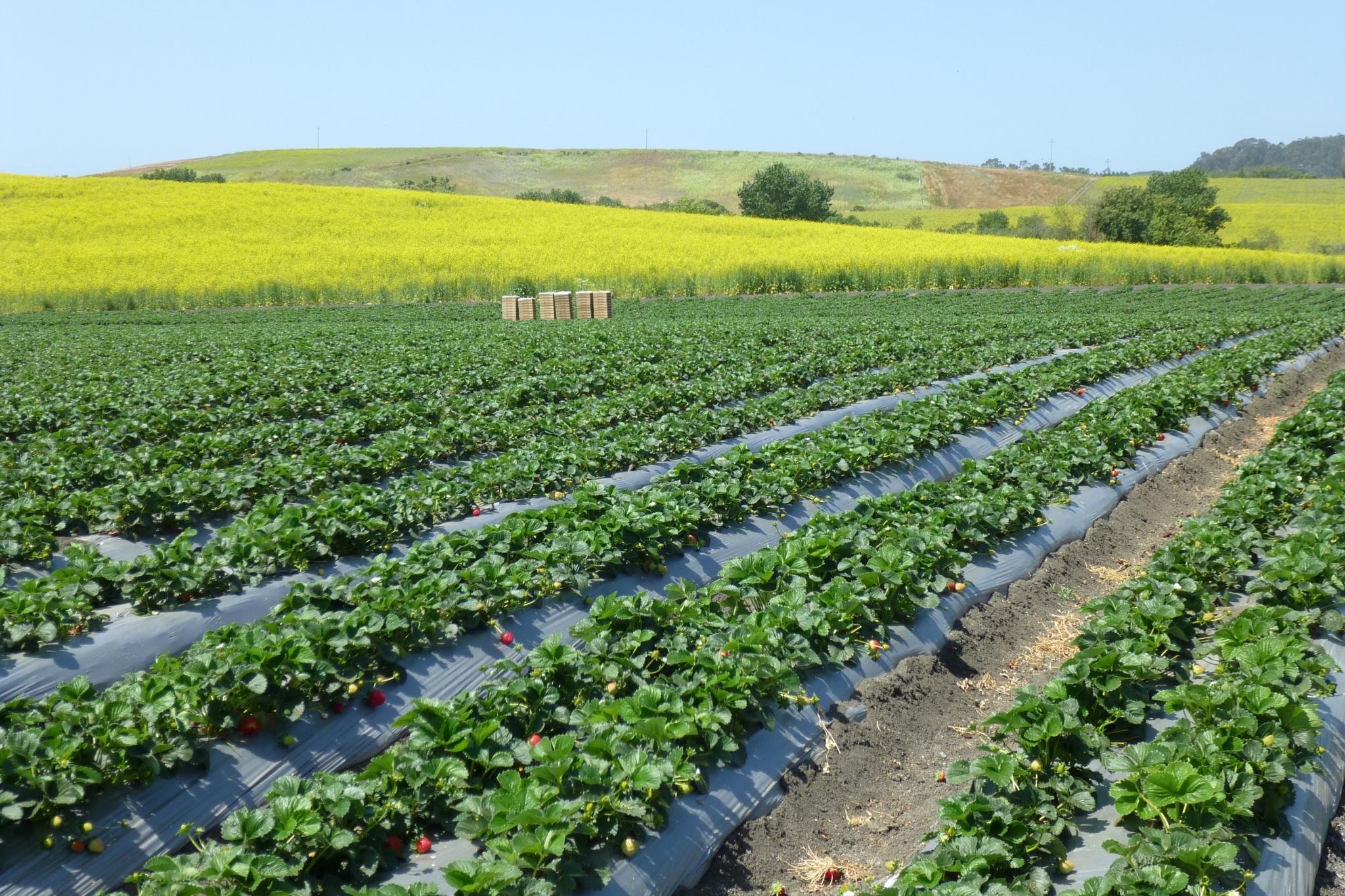 Farm Fuel Inc. Mustard Field