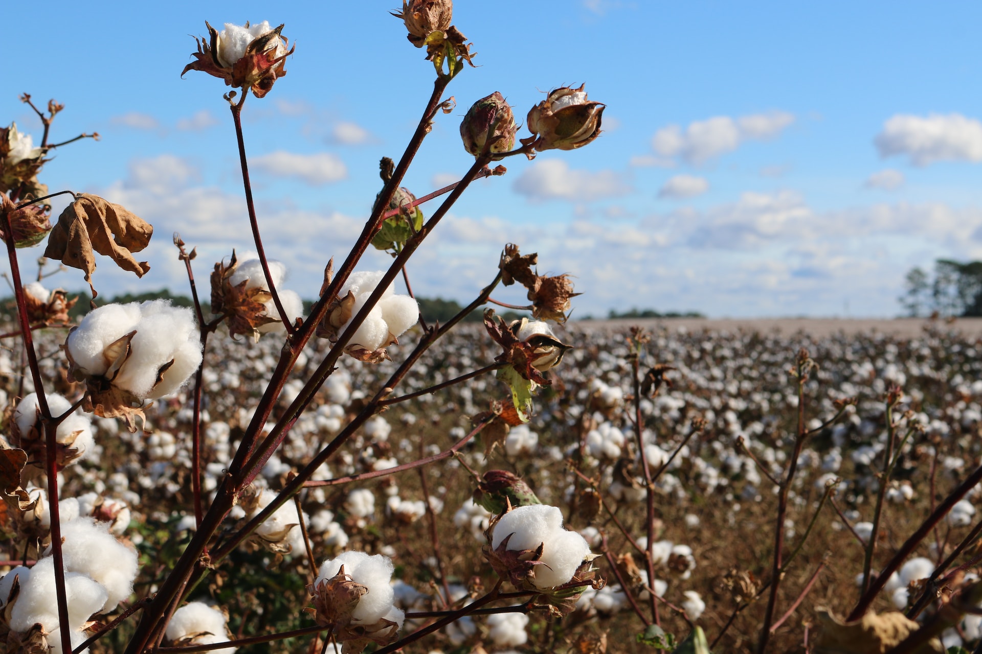 cotton-trisha-downing-pyud8ZaVq4I-unsplash cotton