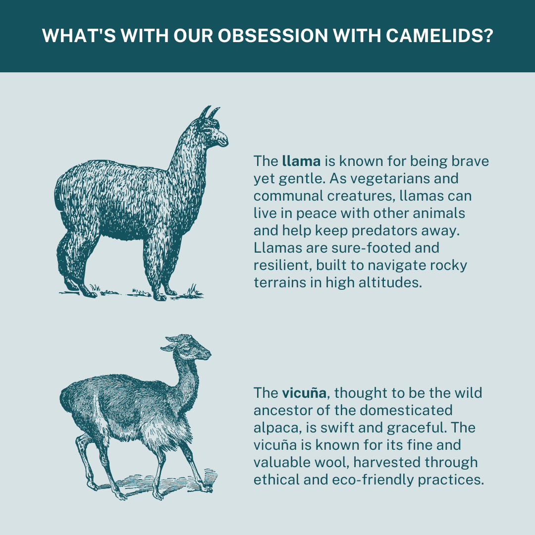 Mission Driven Finance | What's with our obsession with camelids? The llama and vicuña explained.