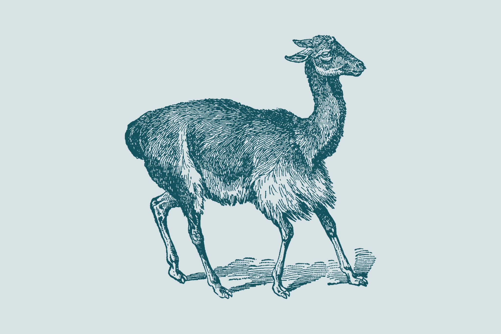An illustration of a vicuña